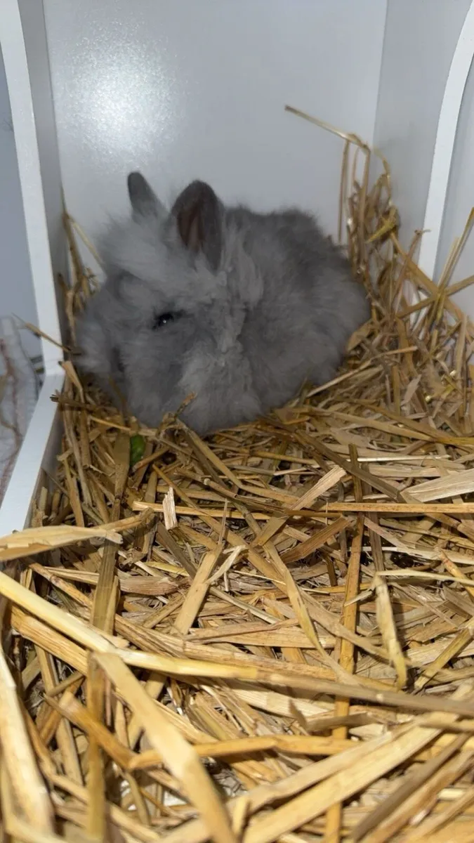 Lionhead Baby Bunnies - Image 3