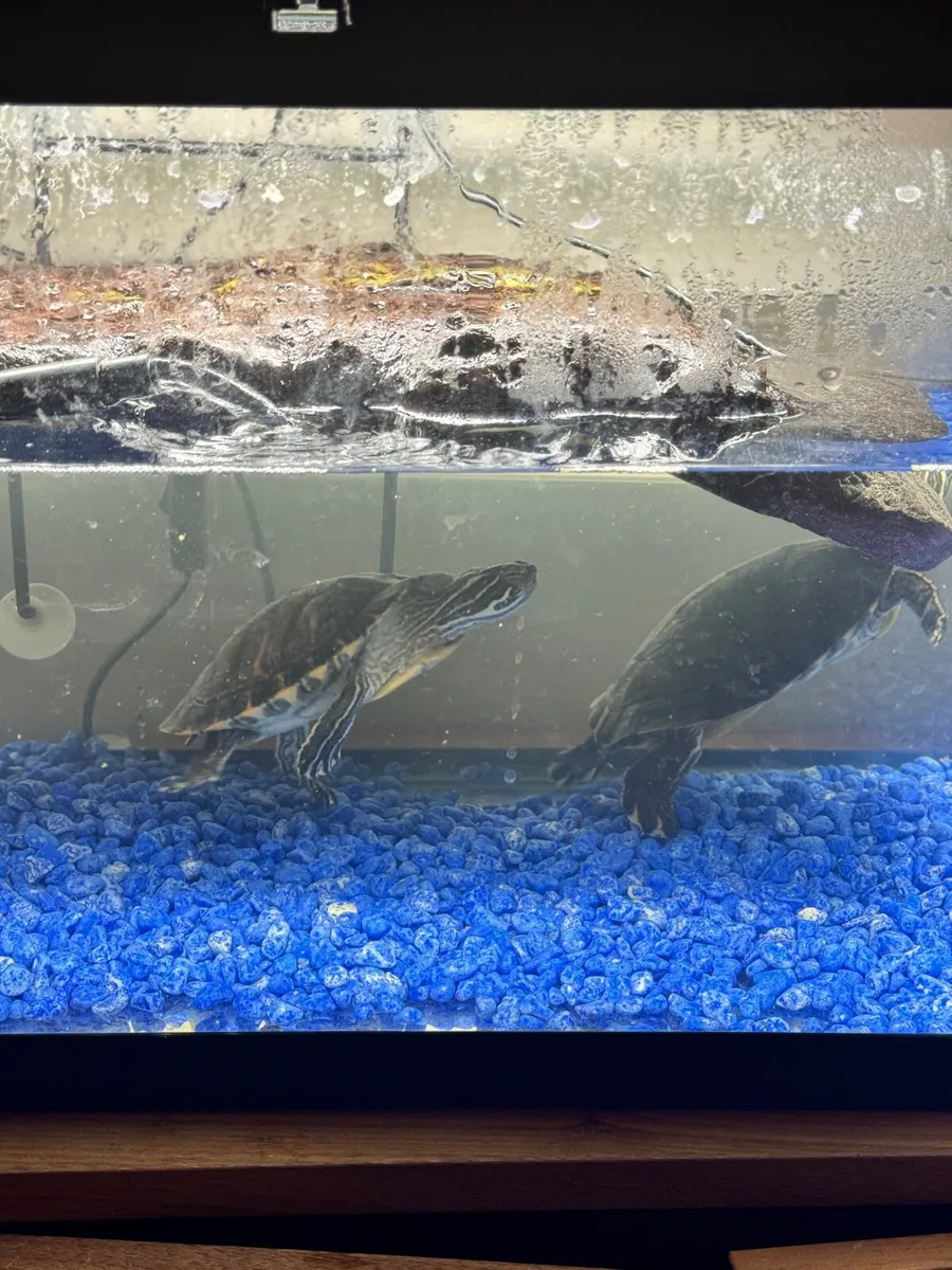 Turtles with full setup looking for loving home - Image 3