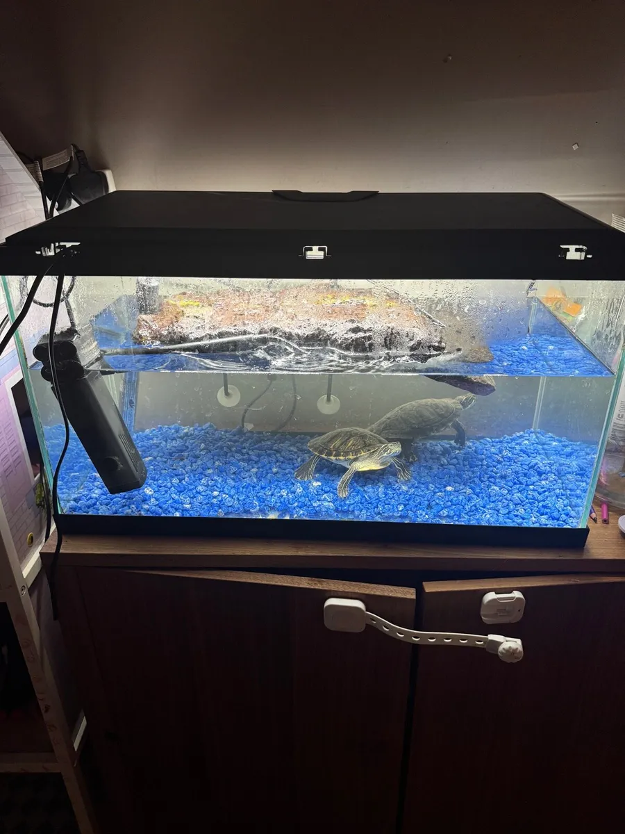 Turtles with full setup looking for loving home - Image 1