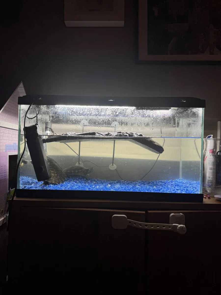 Turtles with full setup looking for loving home - Image 4