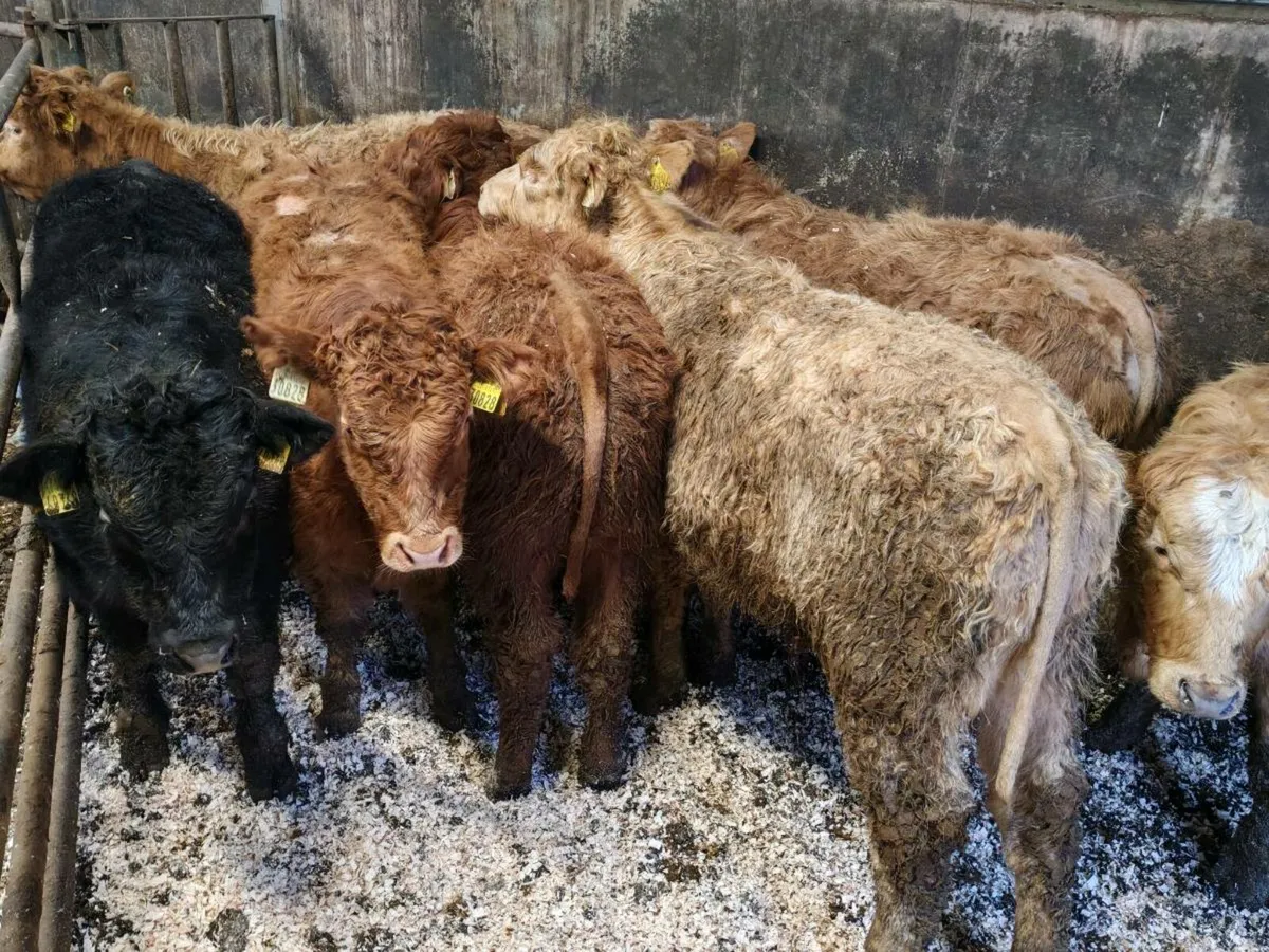 8 Sucker Bred Bullock's. - Image 2