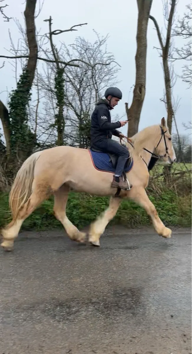 Palomino Mare broken and Riding/Hunted - Image 2