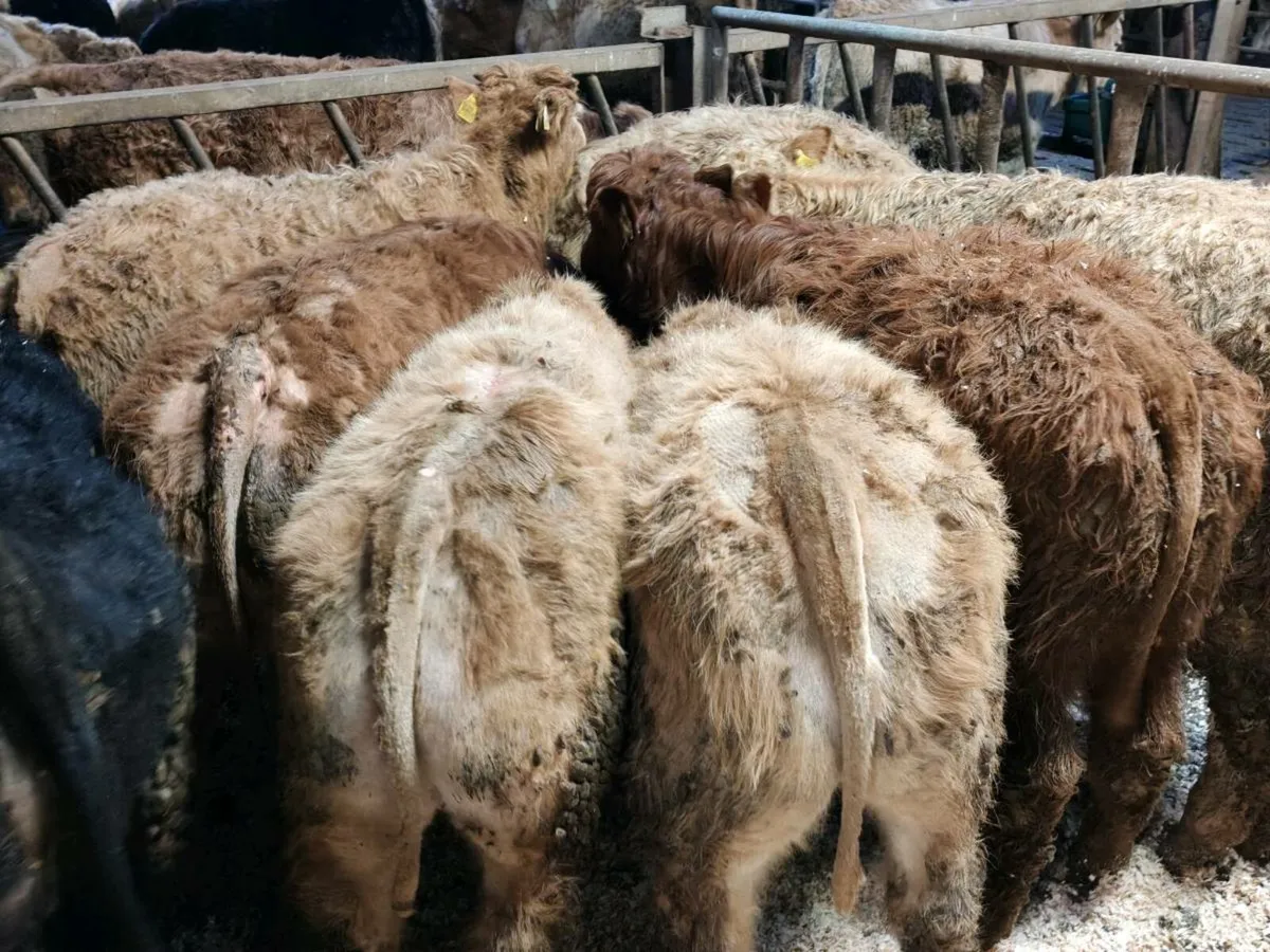 8 Sucker Bred Bullock's. - Image 4