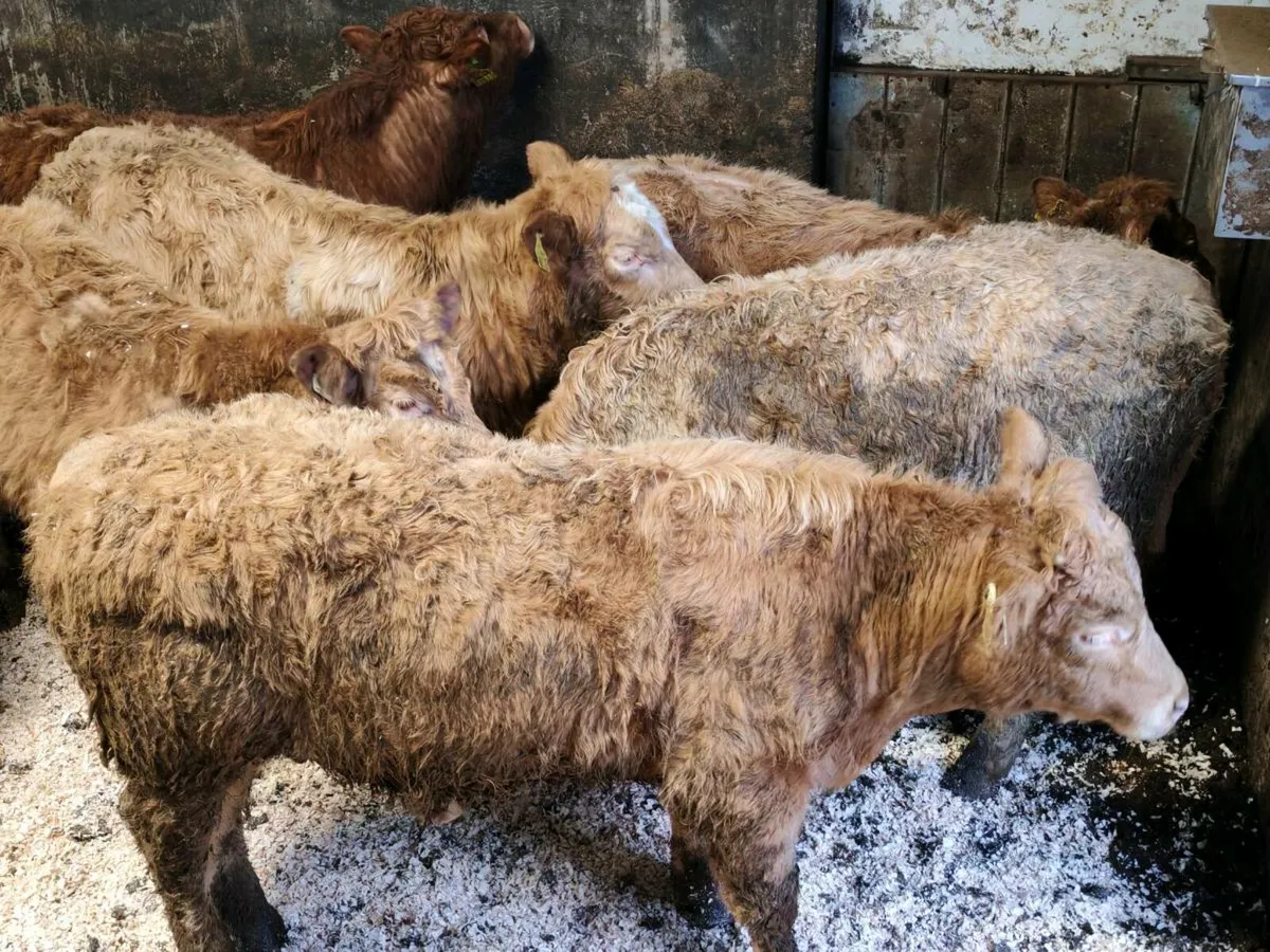 8 Sucker Bred Bullock's. - Image 1