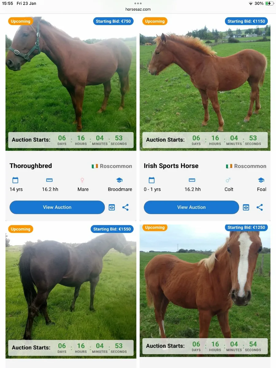 Online Horse Auction – Entries Closing Soon - Image 1