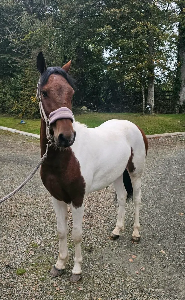 128cm Pony - Image 1