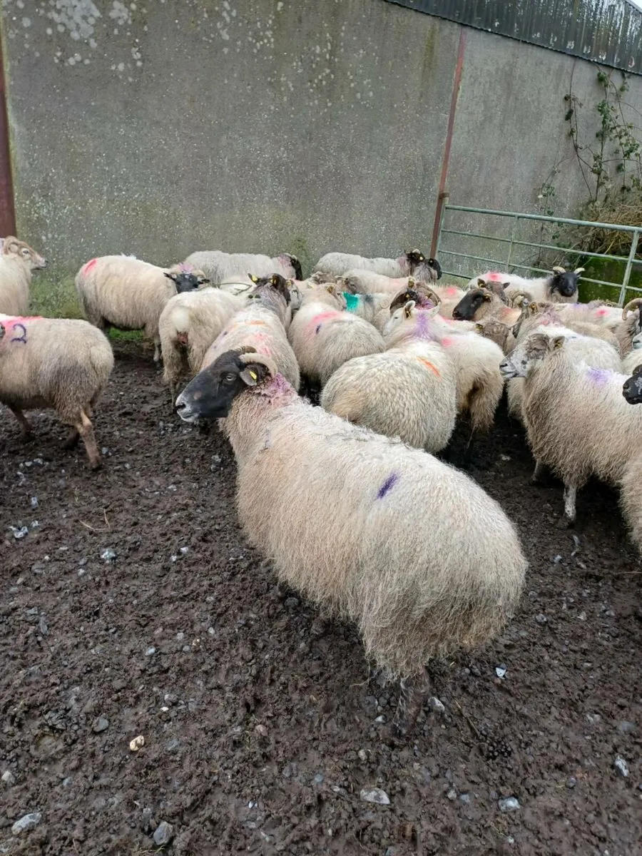 36 Ewes - Image 1