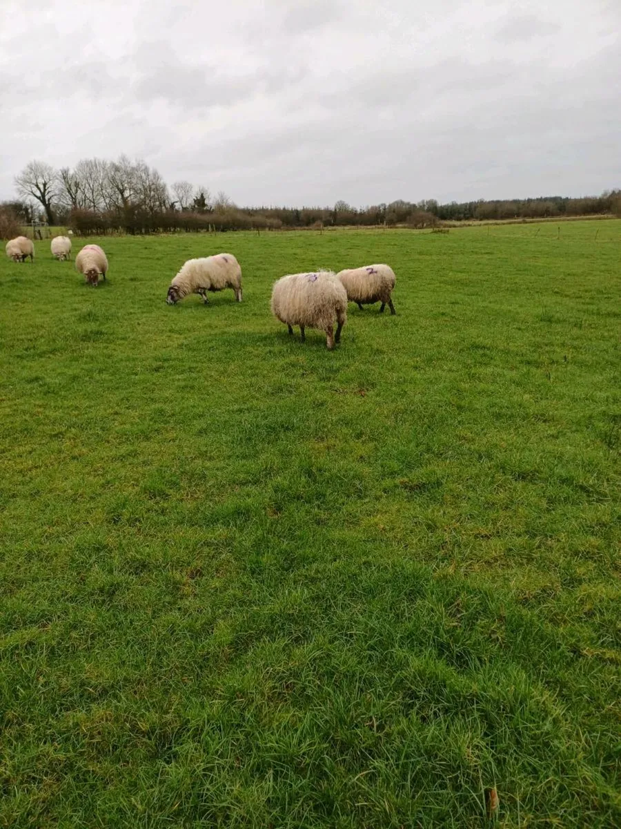 36 Ewes - Image 2
