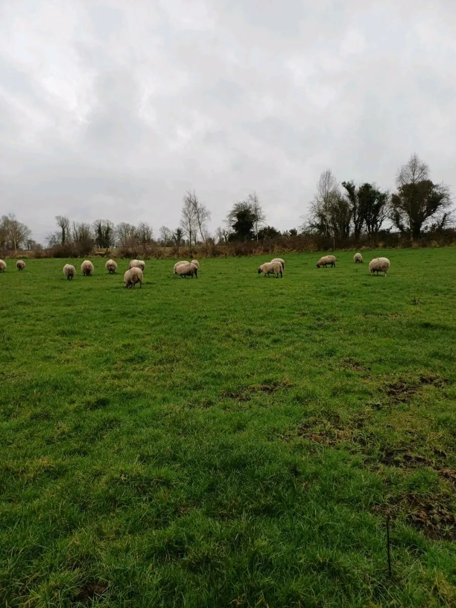 36 Ewes - Image 3