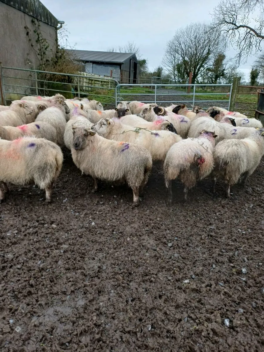 36 Ewes - Image 4