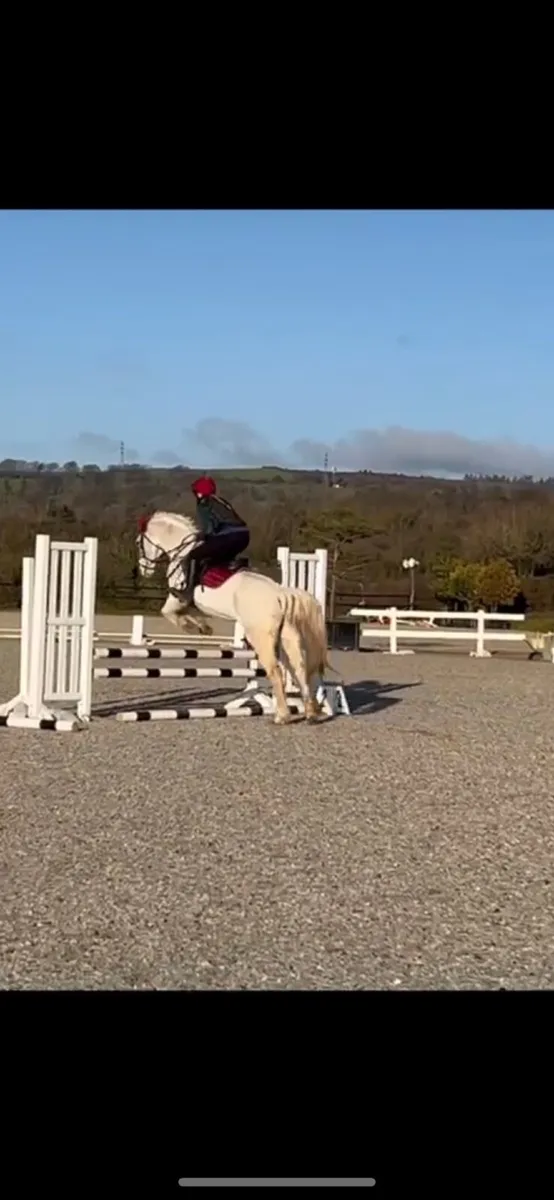 15hh sport horse - Image 1