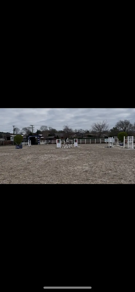 15hh sport horse - Image 2