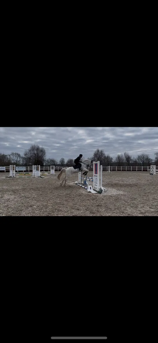 15hh sport horse - Image 3