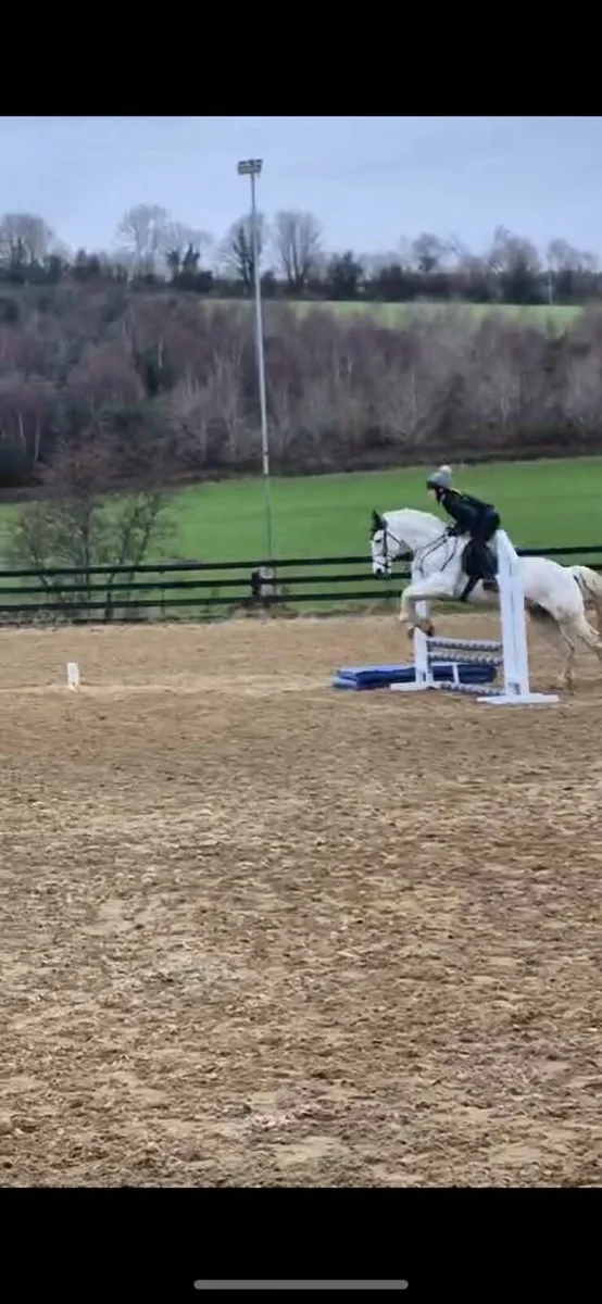 15hh sport horse - Image 4