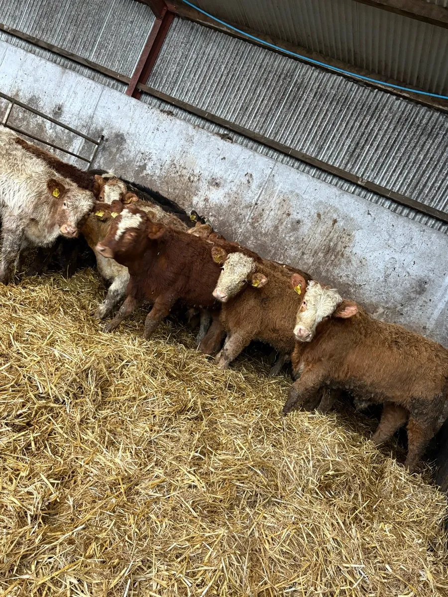 12 smashing Charolais and limousin bulls - Image 1