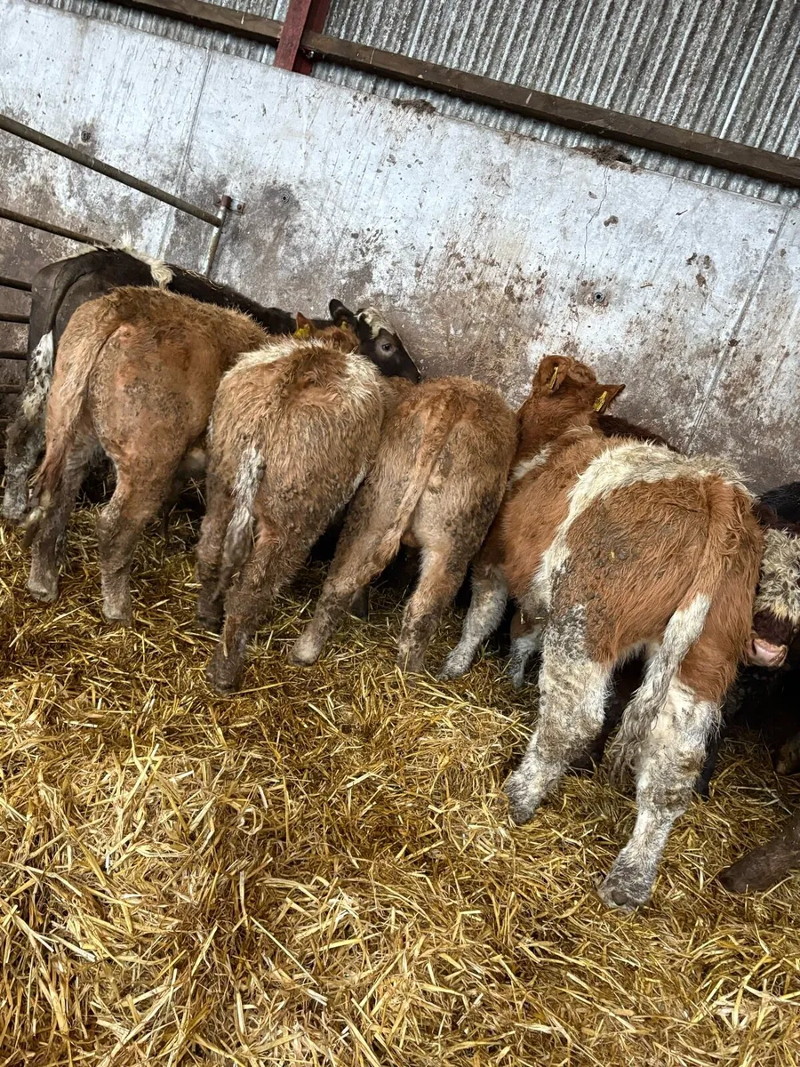 12 smashing Charolais and limousin bulls - Image 3