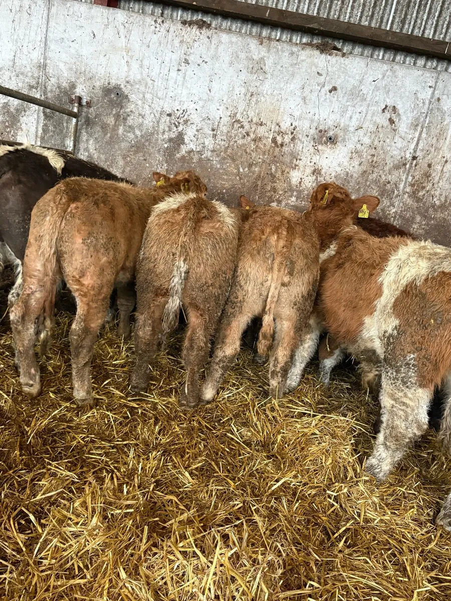 12 smashing Charolais and limousin bulls - Image 4