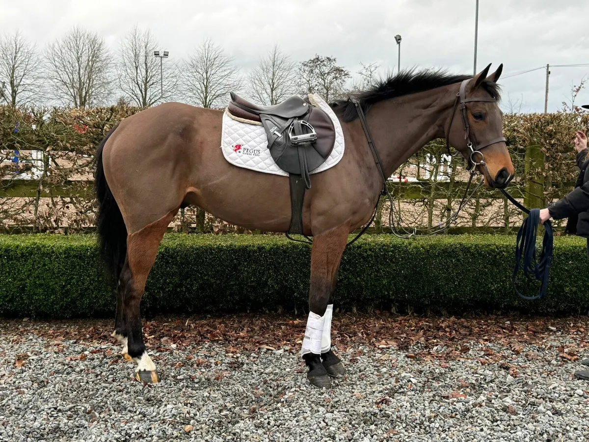 Potential Eventer/Allrounder