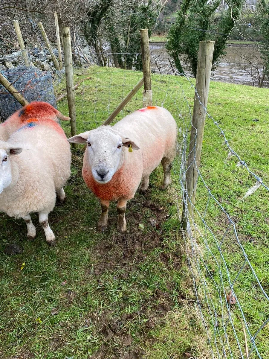 Crossbred Ram - Image 1