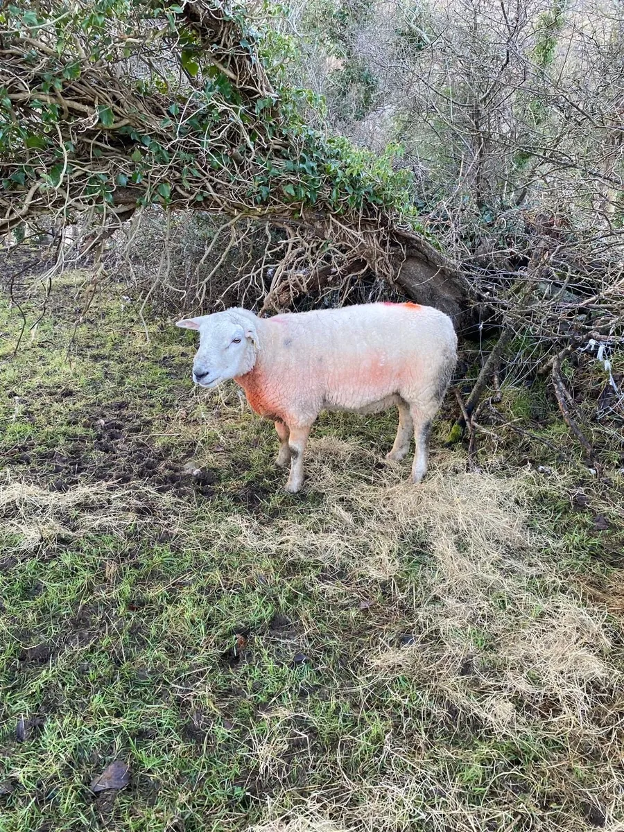 Crossbred Ram - Image 3