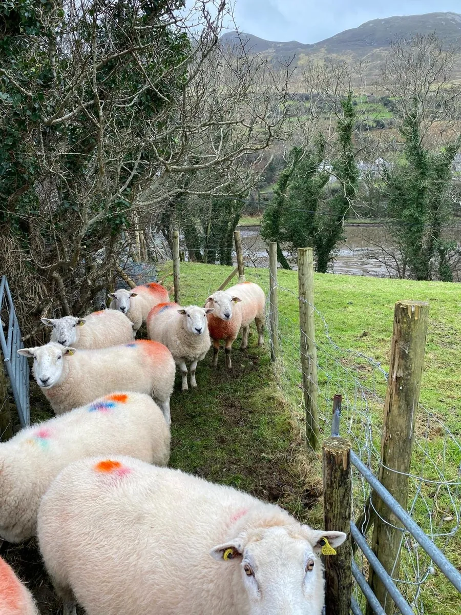 Crossbred Ram - Image 2