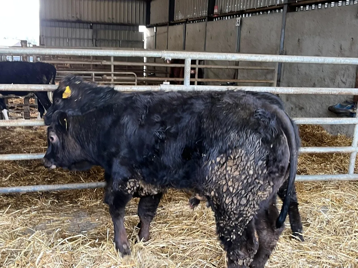2 super u grade limosin bull weanlings - Image 1
