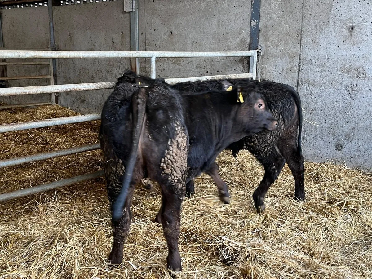 2 super u grade limosin bull weanlings - Image 2