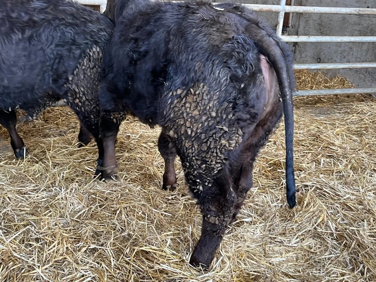 2 super u grade limosin bull weanlings - Image 3