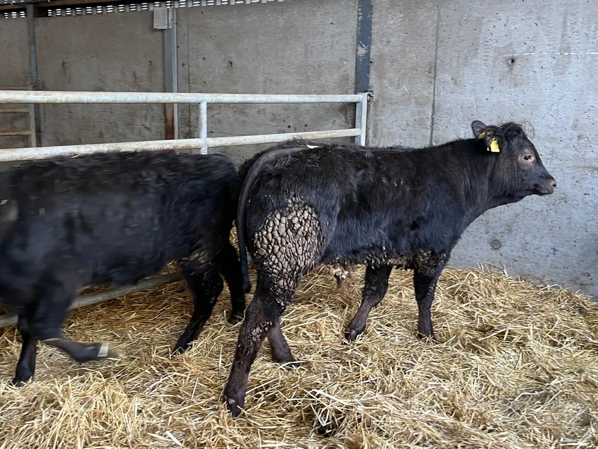 2 super u grade limosin bull weanlings - Image 4