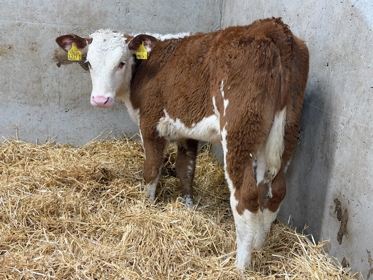 Smashing Hereford Heifers - Image 1