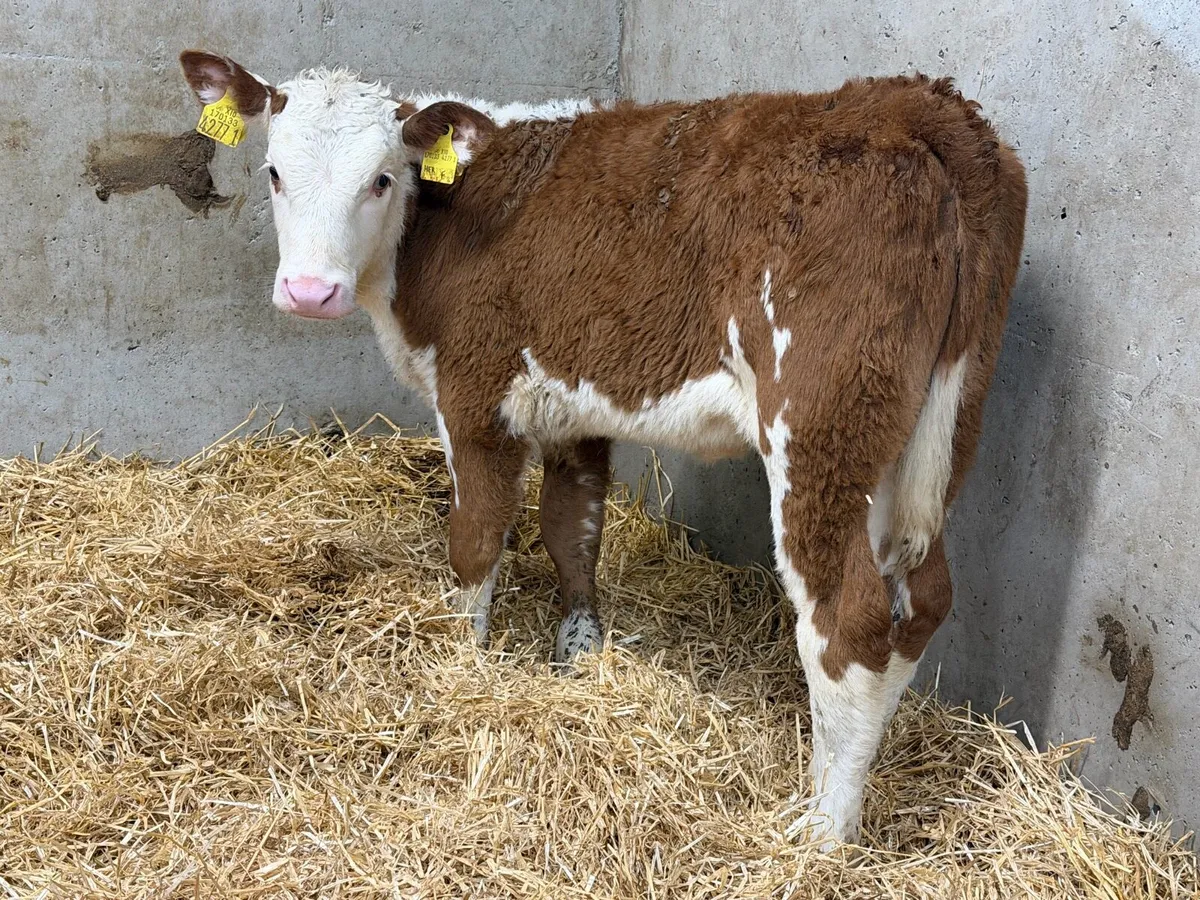Smashing Hereford Heifers - Image 2