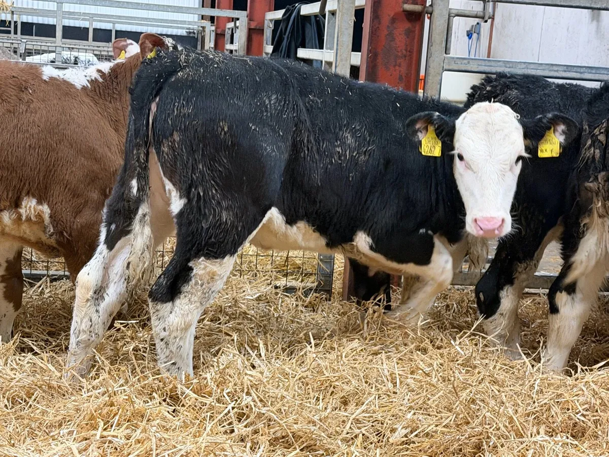 Smashing Hereford Heifers - Image 3