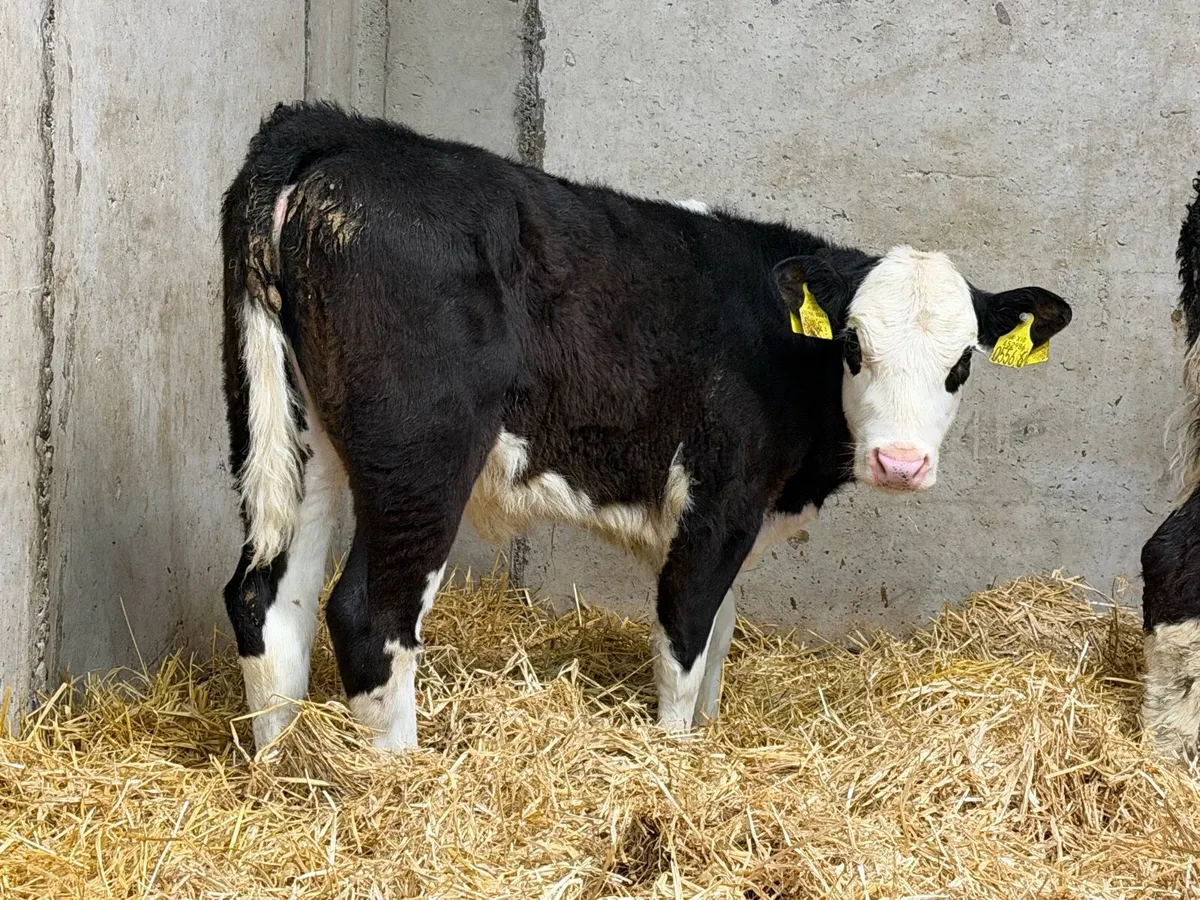 Smashing Hereford Heifers - Image 4
