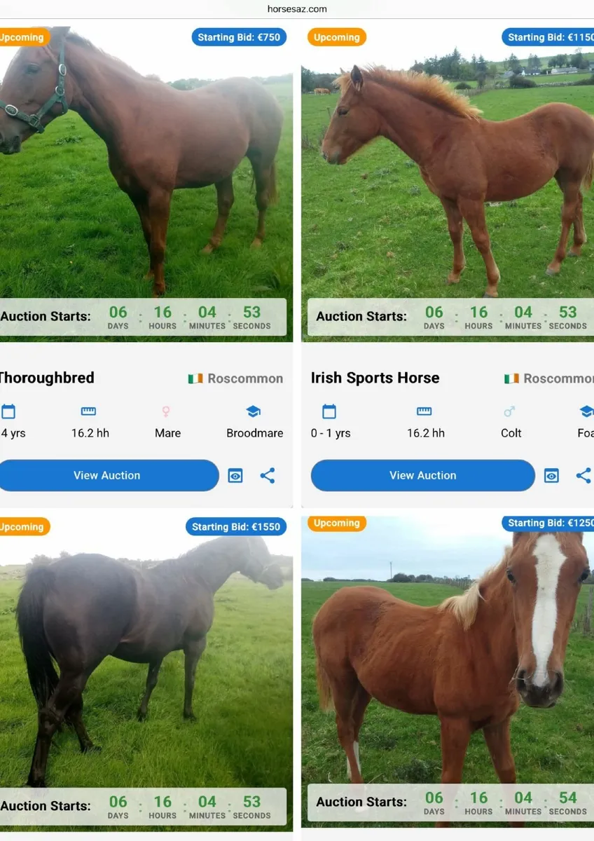 Online Horse Auction – Entries Closing Soon - Image 2