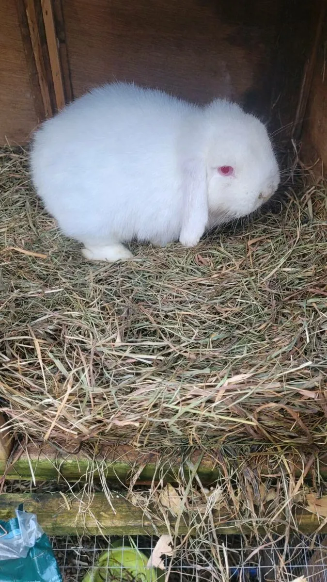 Pedigree mini lop bunny rabbit - Image 1