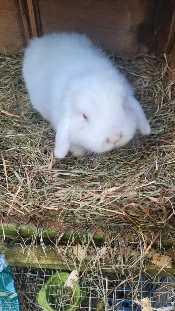Pedigree mini lop bunny rabbit - Image 2