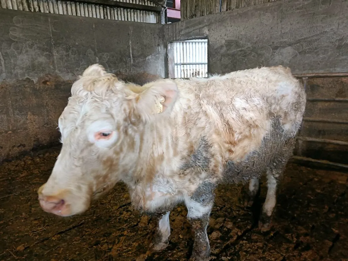 PBR CHAROLAIS - Image 3