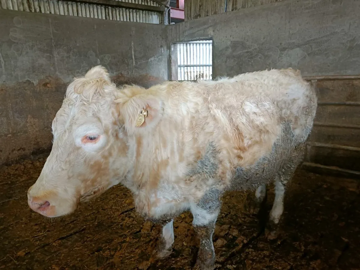 PBR CHAROLAIS - Image 1