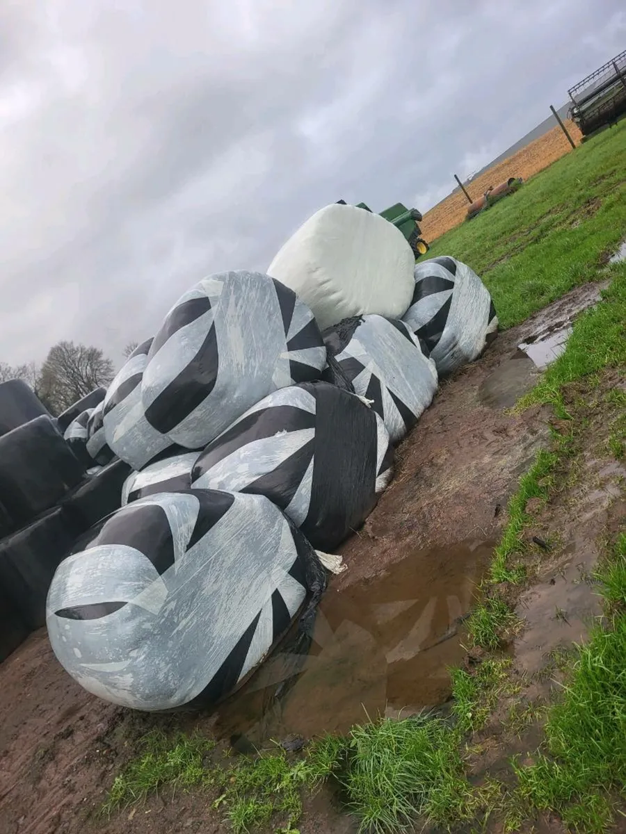 Silage bales - Image 2