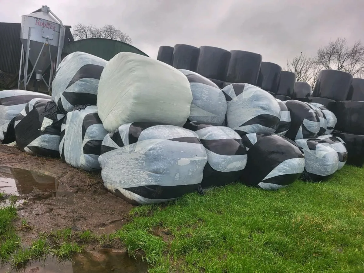 Silage bales - Image 1