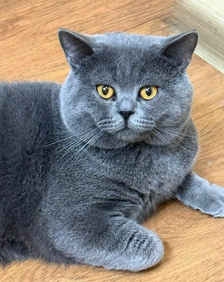 British shorthair kittens for sale🥰 - Image 4