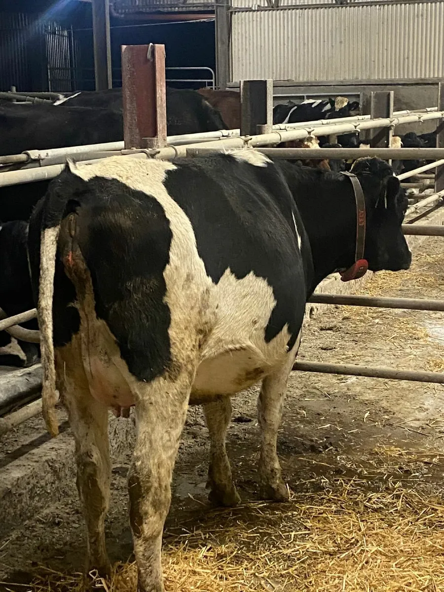 Dairy cows - Image 2