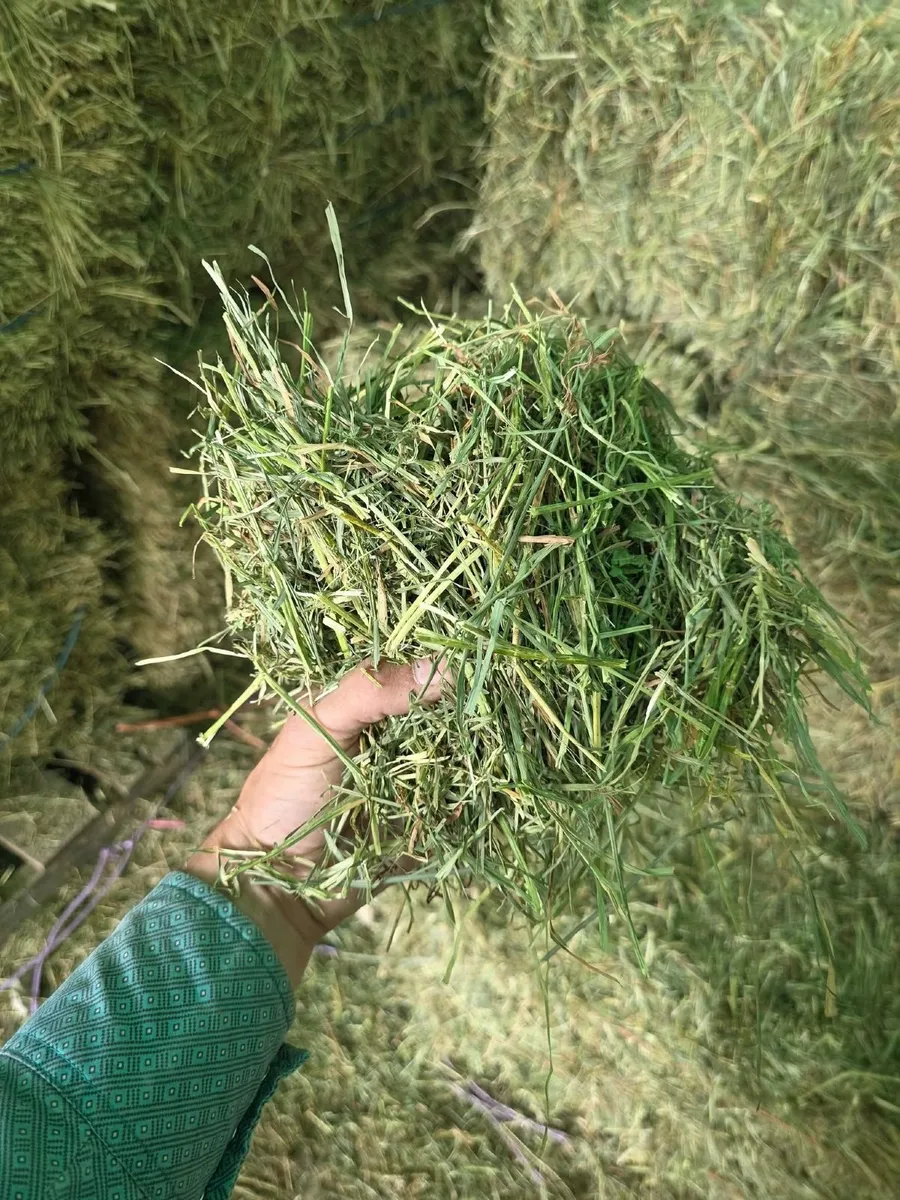 Alfalfa, Timothy and Orchard hay available - Image 1