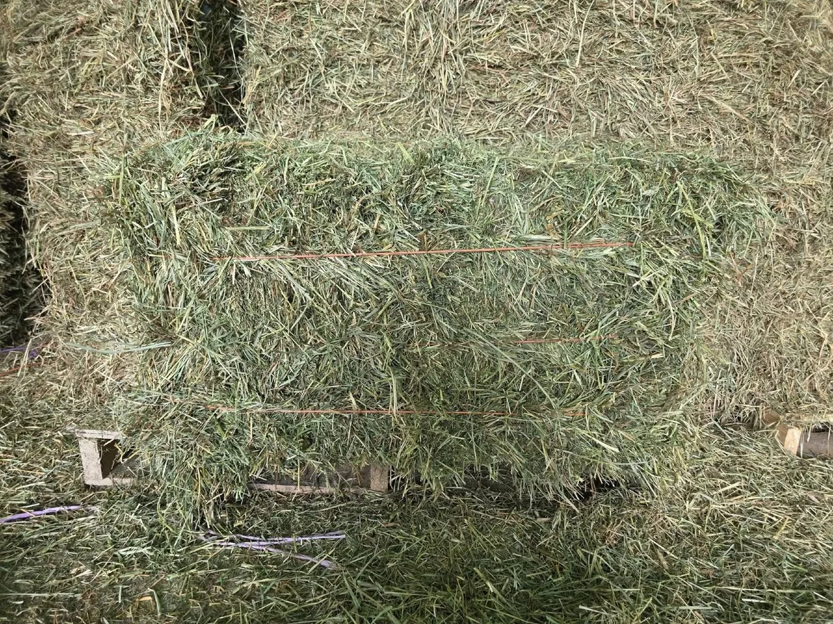 Alfalfa, Timothy and Orchard hay available - Image 2