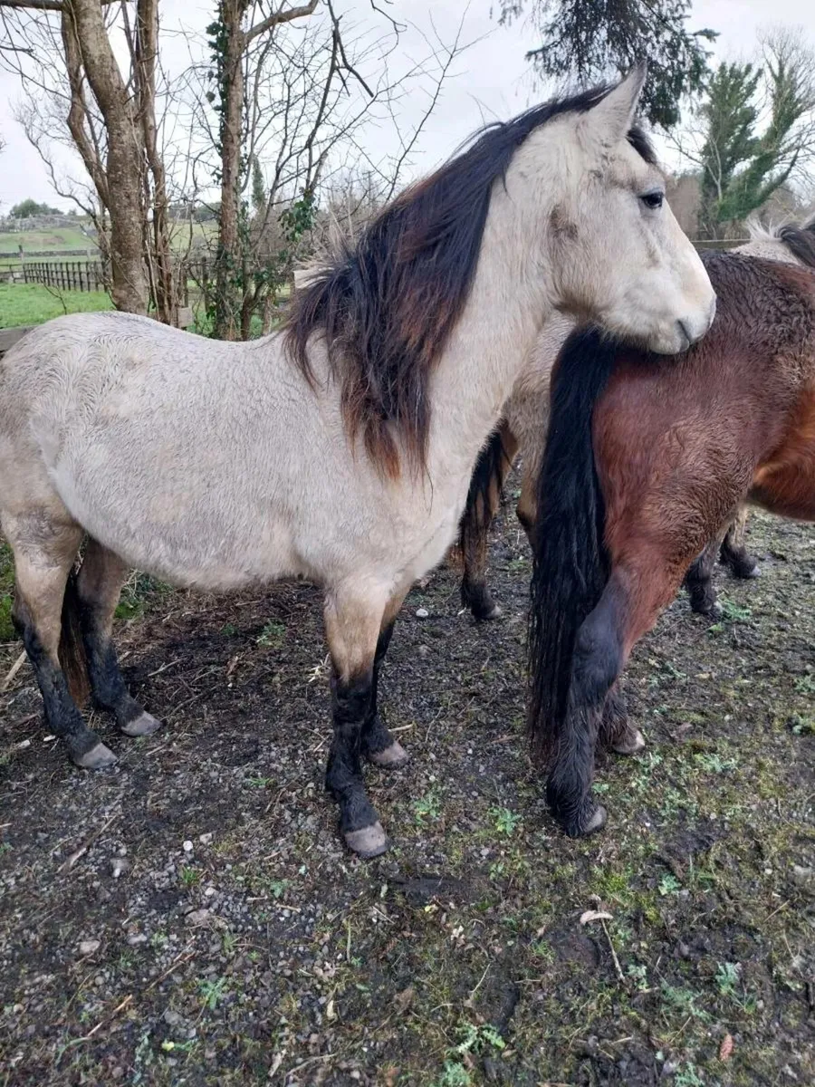 3 yr old Connemara pony - Image 2