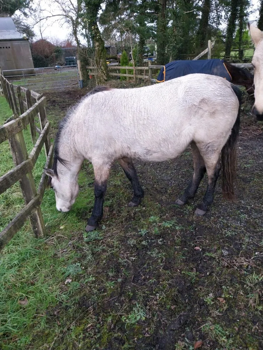 3 yr old Connemara pony - Image 4