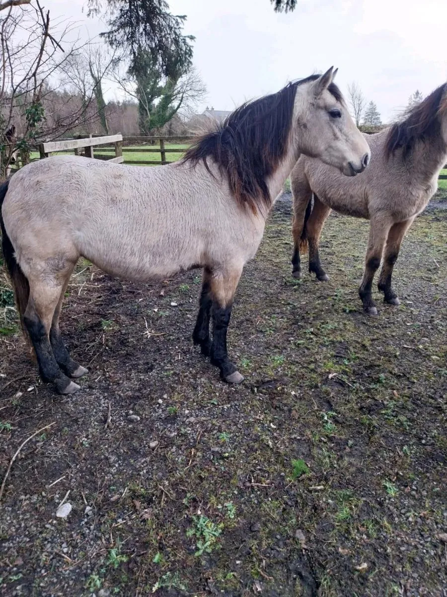 3 yr old Connemara pony - Image 1