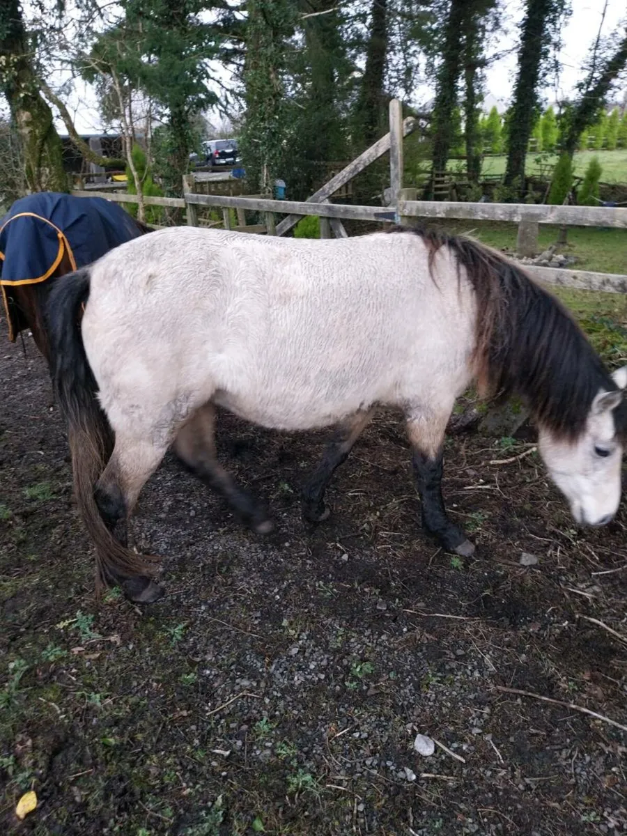 3 yr old Connemara pony - Image 3
