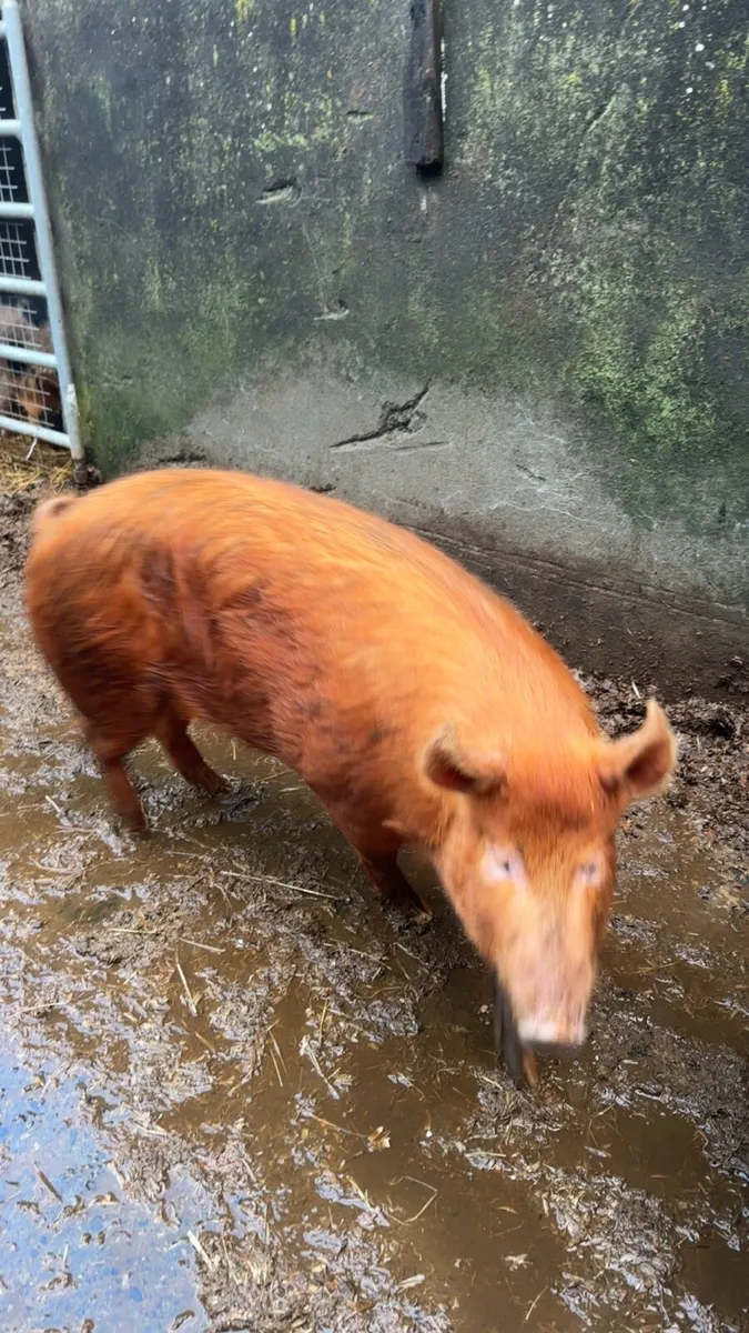 Tamworth female pig