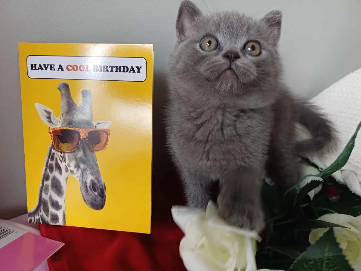 British shorthair kittens for sale🥰 - Image 3